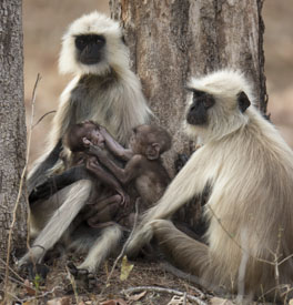 langur